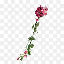 高清摄影创意红色的花卉植物造型