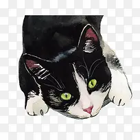 手绘水彩黑色动物猫咪