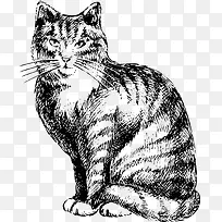 矢量猫咪