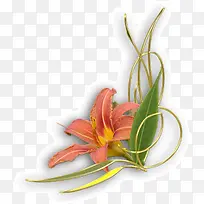 百合花边框