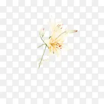 百合花
