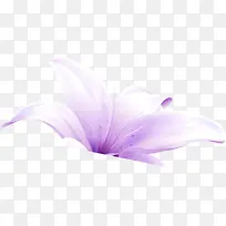 七夕紫色百合花