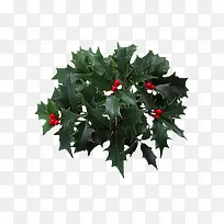 圣诞抠图绿色植物素材