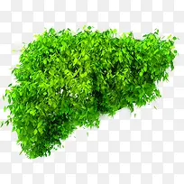 绿色植物图片素材