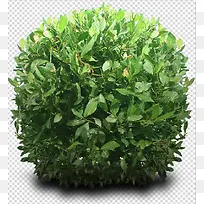绿色植物树素材