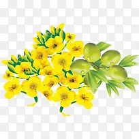 卡通手绘黄色的芥花与橄榄果