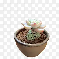 盆花