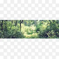 简约唯美树林风景个性banner