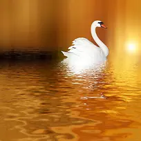 黄色海面白色天鹅