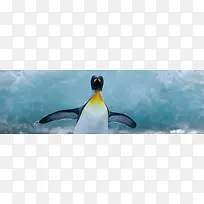 欢跳的企鹅背景水背景