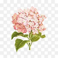 绣球花