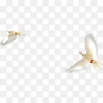 白色白鸽风景飞舞