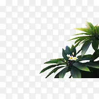 绿色植物房地产海报装饰