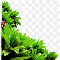 绿色植物树叶企业装饰
