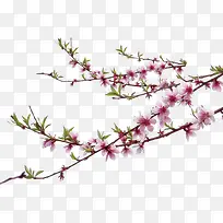 粉色高清花朵树枝