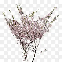 粉色小花树枝景观