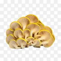 菌类平菇