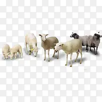高清春季草原牛羊动物