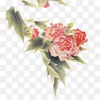 手绘中国画木芙蓉花