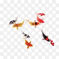 鱼