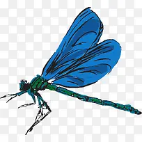 青色的蜻蜓