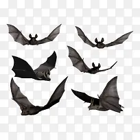 各种飞行姿势蝙蝠