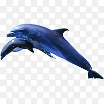 蓝色跳跃海豚