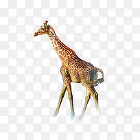 长颈鹿