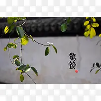 惊蛰绿叶树枝房子