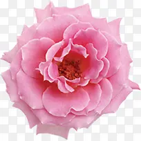 粉色温馨可爱开放花朵