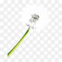 白色蒲公英植物春天