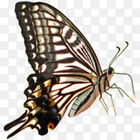 棕色高清动物蝴蝶