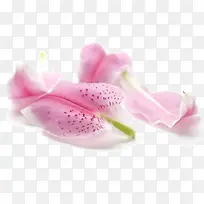 百合花瓣