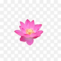 莲花