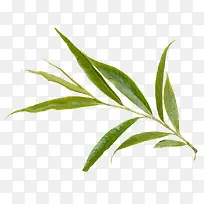 绿叶花枝免抠素材png素材