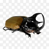犀牛甲虫