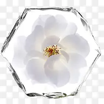冰块里的花朵
