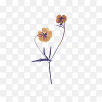 黄色干花标本