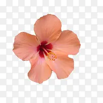 粉色木槿花