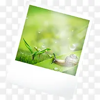 绿色气泡发芽蜗牛