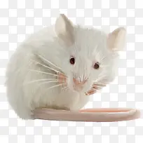 可爱小白鼠