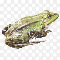 绿色可爱青蛙