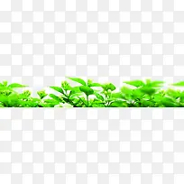 绿色清新小草植物