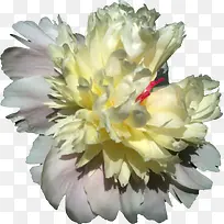 手绘花朵图片素材