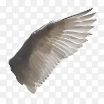 天使的翅膀 单翅膀