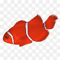 白条纹红鱼