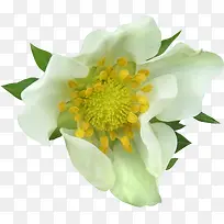 白花瓣黄色花蕊