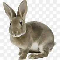 灰兔子小兔子可爱矢量素材