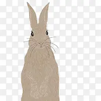 灰兔
