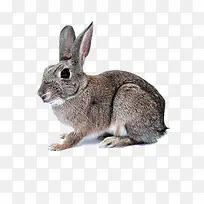 可爱灰色长耳兔